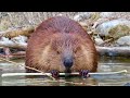 Beaver eating a branch 2024