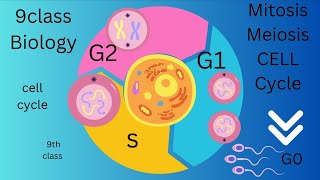 class 9 biology - chapter 5- cell cycle lecture  2- importance of mitosis and errors in mitosis