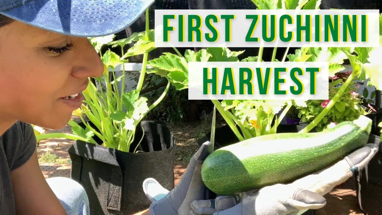 First Zucchini Harvest and Pruning Squash Plants YouTube