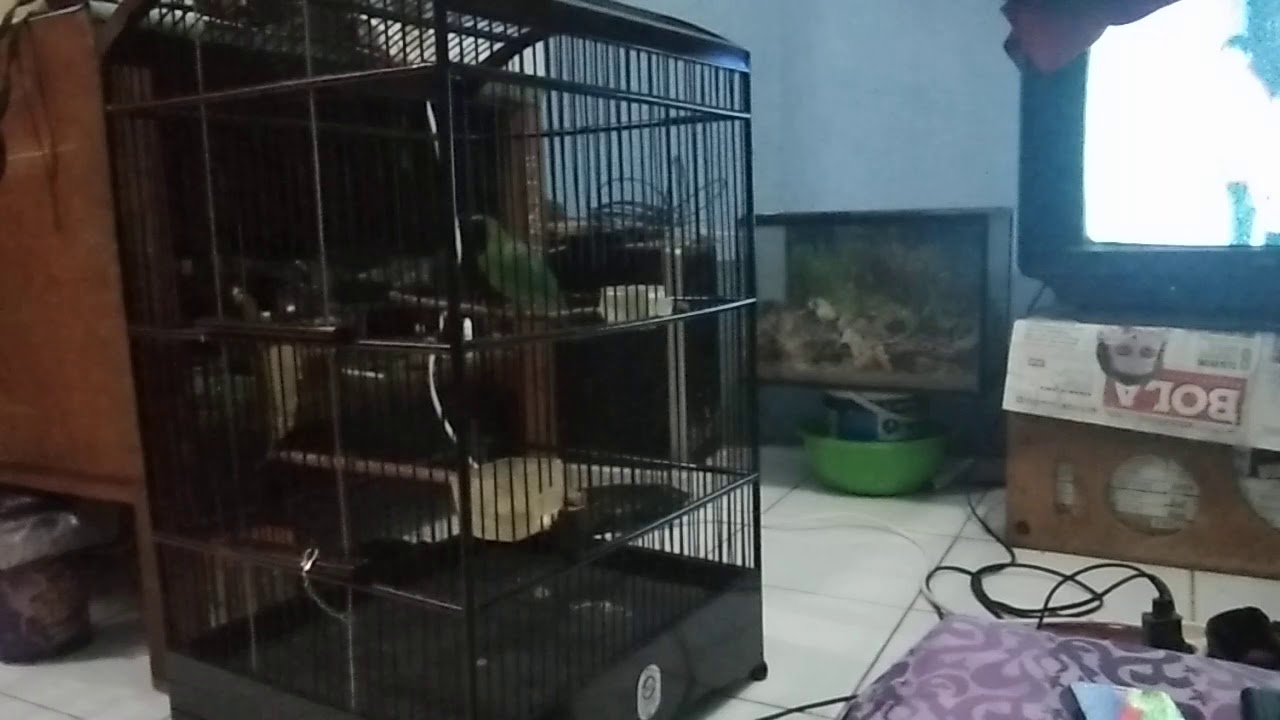 Ini penampakan burung bersuara surga 
