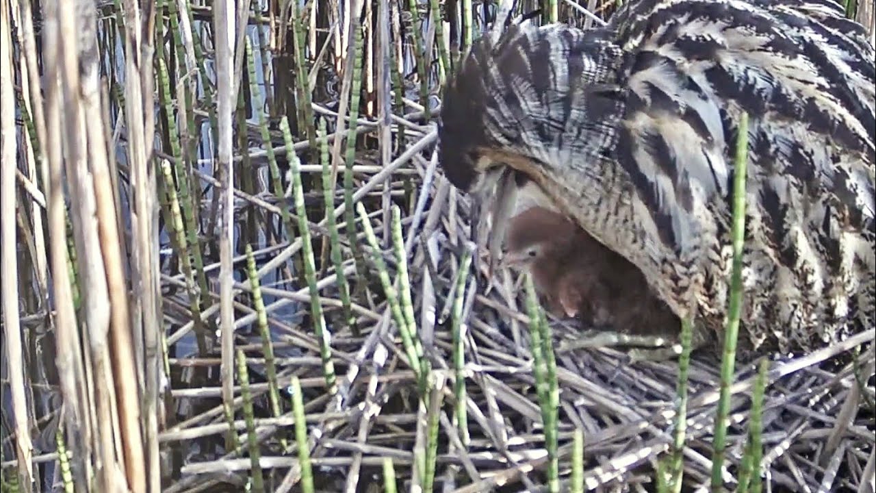 Latvian Eurasian Bittern~🐟Mom is feeding her chicks ~7:48 am 2025/05/02