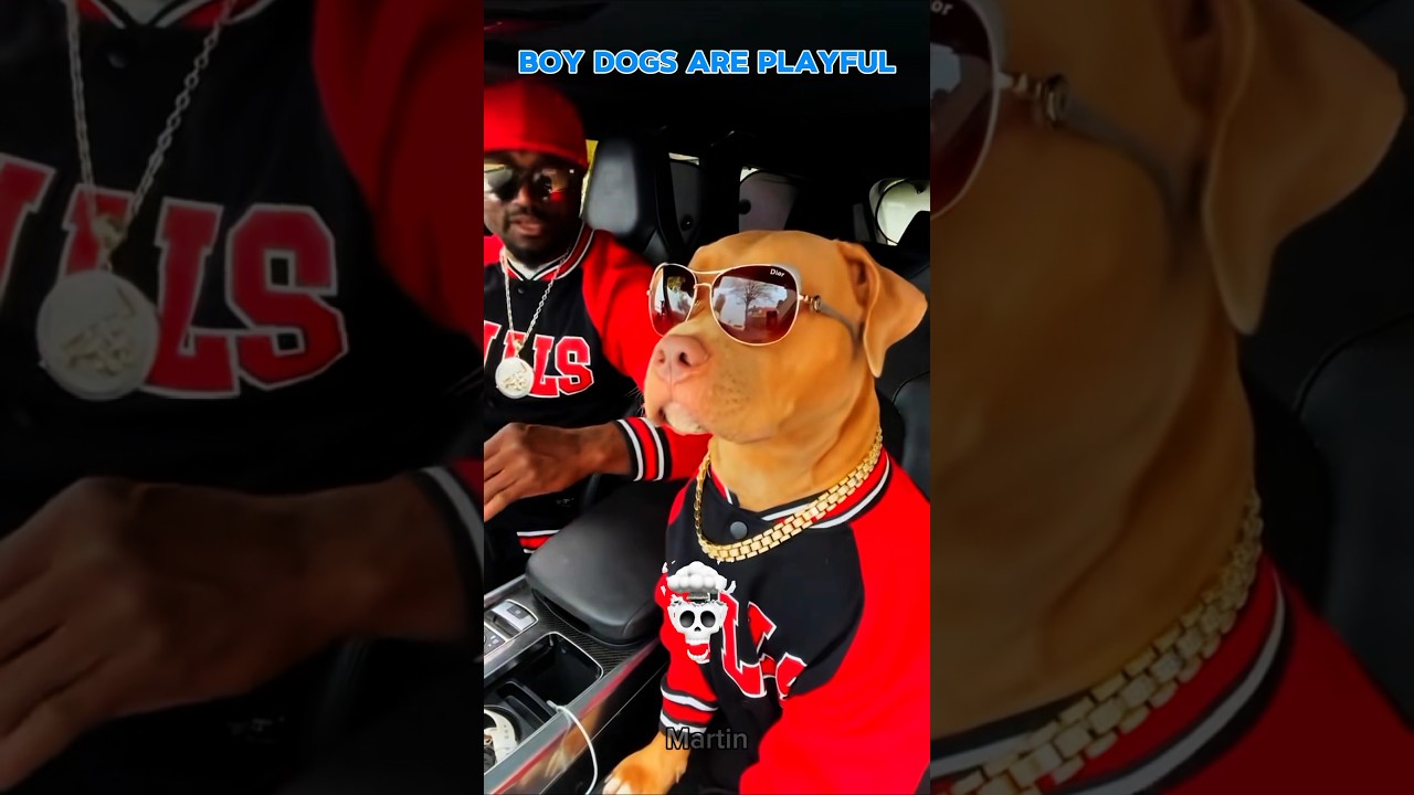 Cool Dog vs Cute Dog vs Last One💀🐕