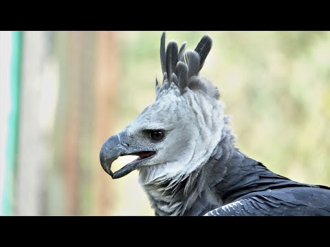 Harpy eagle -the Winged Giant