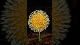 কদম ফুল Neolamarckia cadamba একটি সুগন্ধযুক্ত, গোলাকৃতি ও নরম ফুল #ytsubal8 #shots