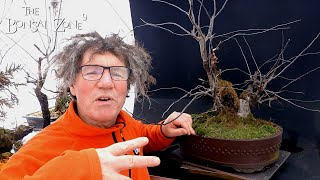 My Apple Tree Bonsai, The Bonsai Zone, Dec 2022