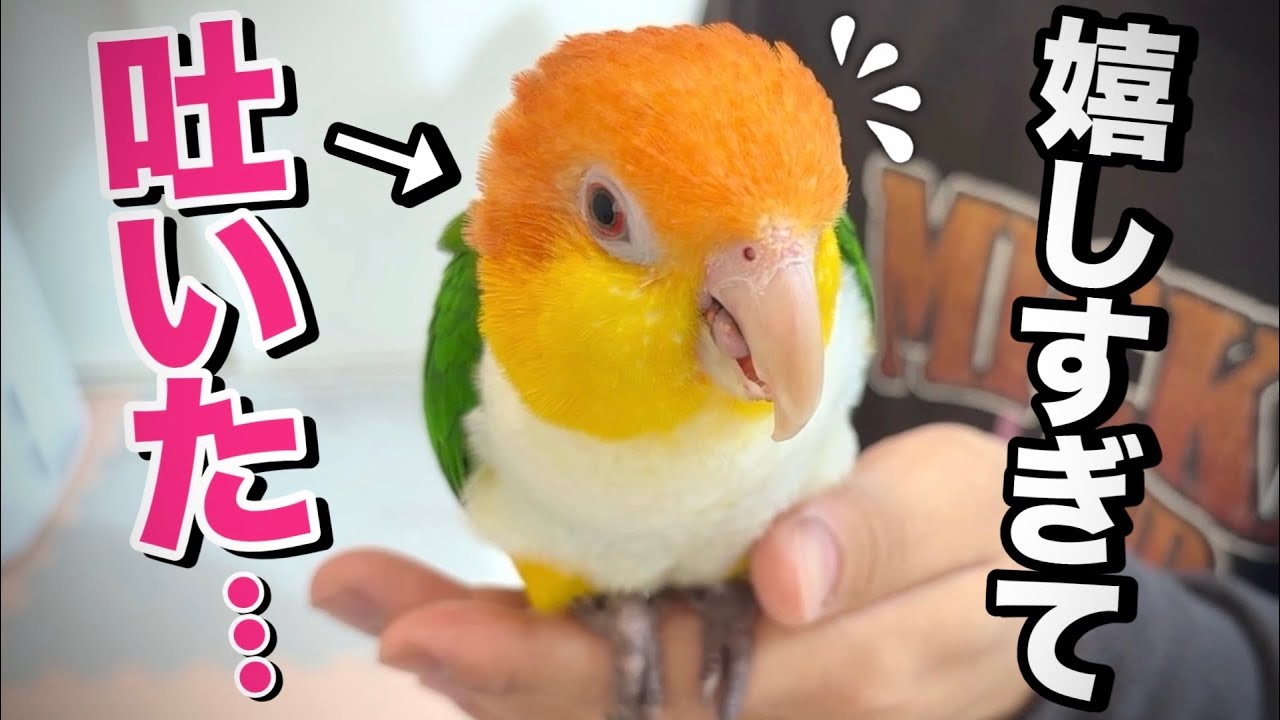 This parakeet was so happy when mom and dad came home at the same