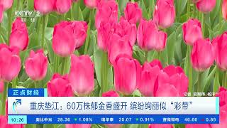 [正点财经]重庆垫江：60万株郁金香盛开 缤纷绚丽似“彩带”| 财经风云