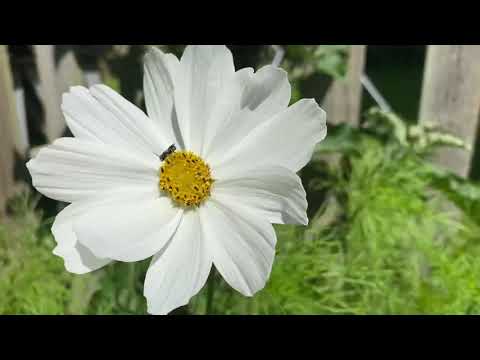 Cosmos Purity- How To Grow And To Under Plant With Wild Flowers.