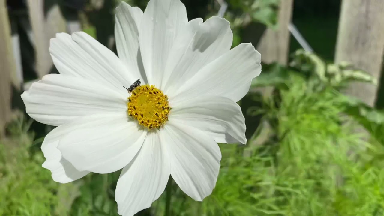Cosmos Purity- How To Grow And To Under Plant With Wild Flowers.