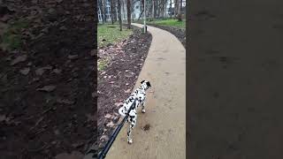 Dalmatinac 4K video 2026