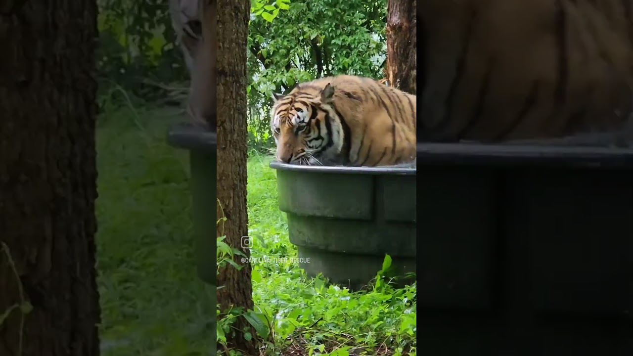 Samar Tiger Enjoying a Rainy Pool Day