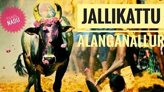 Jallikattu || Alanganallur || Madurai || Tamil Nadu || Incredible India