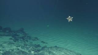 Minesweeper Radiolarian Protist! | Nautilus Live #shorts screenshot 5