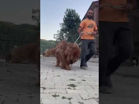 ASLAN ve KÖPEK ÇİFTLEŞMESİ 😂