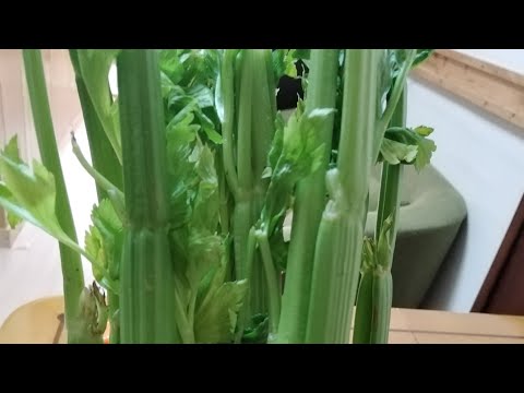 Minuman Jus Untuk Sakit Kepala