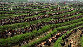 Het oogsten van miljoenen zwarte kippen die vrij rondlopen voor hun vlees- en eiverwerking in een...