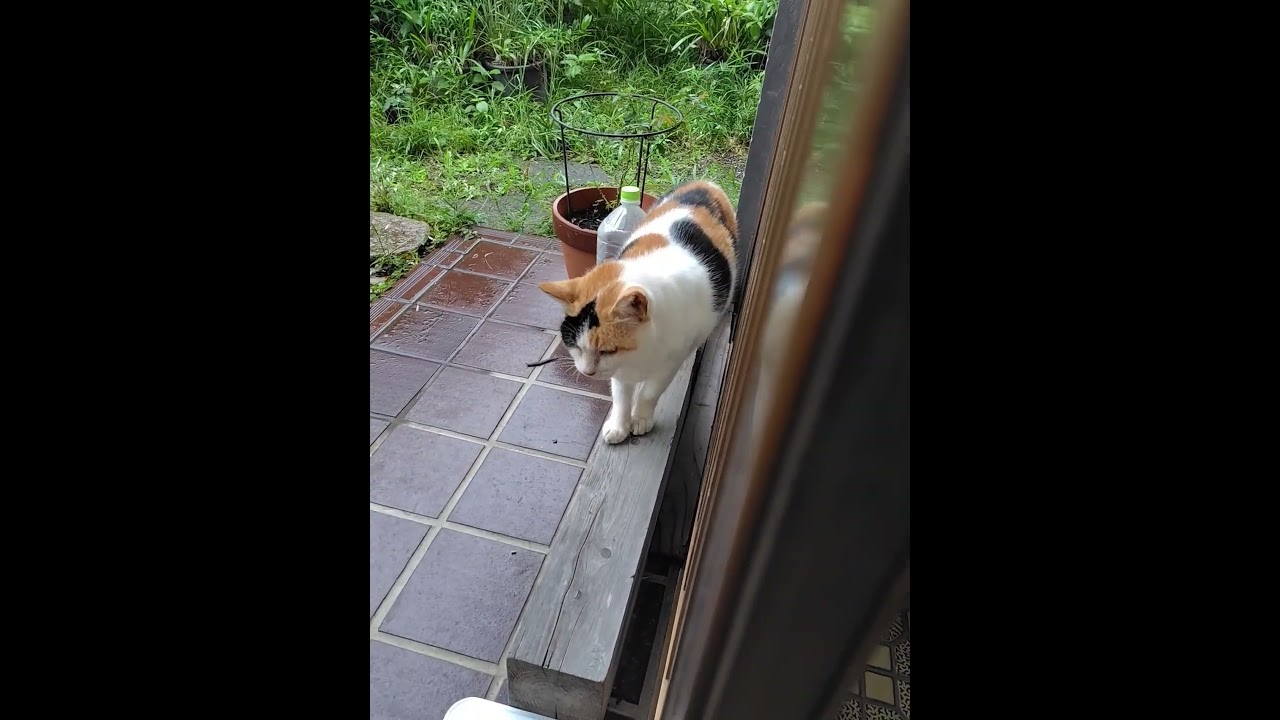今日のミケさん。 #cat #三毛猫 - YouTube