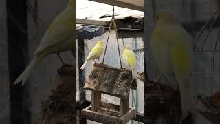 Greenhouse #greenhouse #garden #nature #parrot #naturelovers #gardening #birds #birdcage #aviary