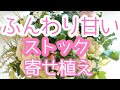 香りの花ストックで作るふんわり可愛い【寄せ植え】