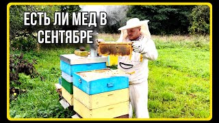 видео: Сокращаю, готовлю в зиму. У нас 20+ еще долго. Пасека в конце сентября. #хочувдеревню #пасека #пчелы картинка: Сокращаю, готовлю в зиму. У нас 20+ еще долго. Пасека в конце сентября. #хочувдеревню #пасека #пчелы