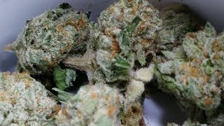 🛋⚡🛋⚡🛋 LAZY LIGHTNING! ⚡🛋⚡🛋#strainreview #exotic #weed #florida #flower #cannabis #asmr  #RISE