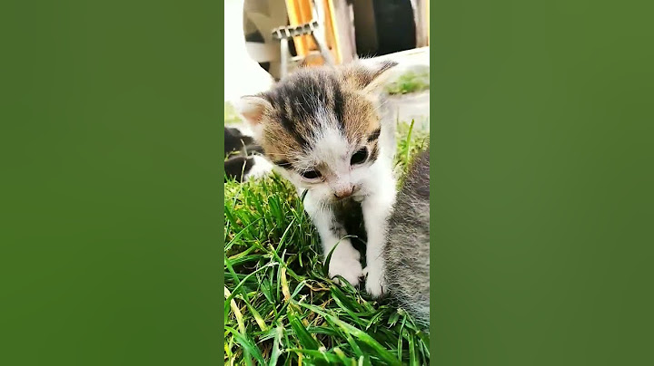 2-hetes kis cicák ❤️