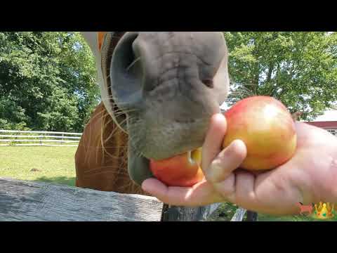 The ULTIMATE Cronchpilation | Horses Eating Apples ASMR