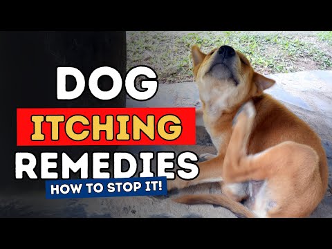 Top 3 Remedies To Stop Dog Itching Fast