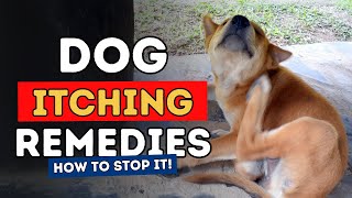 Top 3 Remedies To Stop Dog Itching Fast