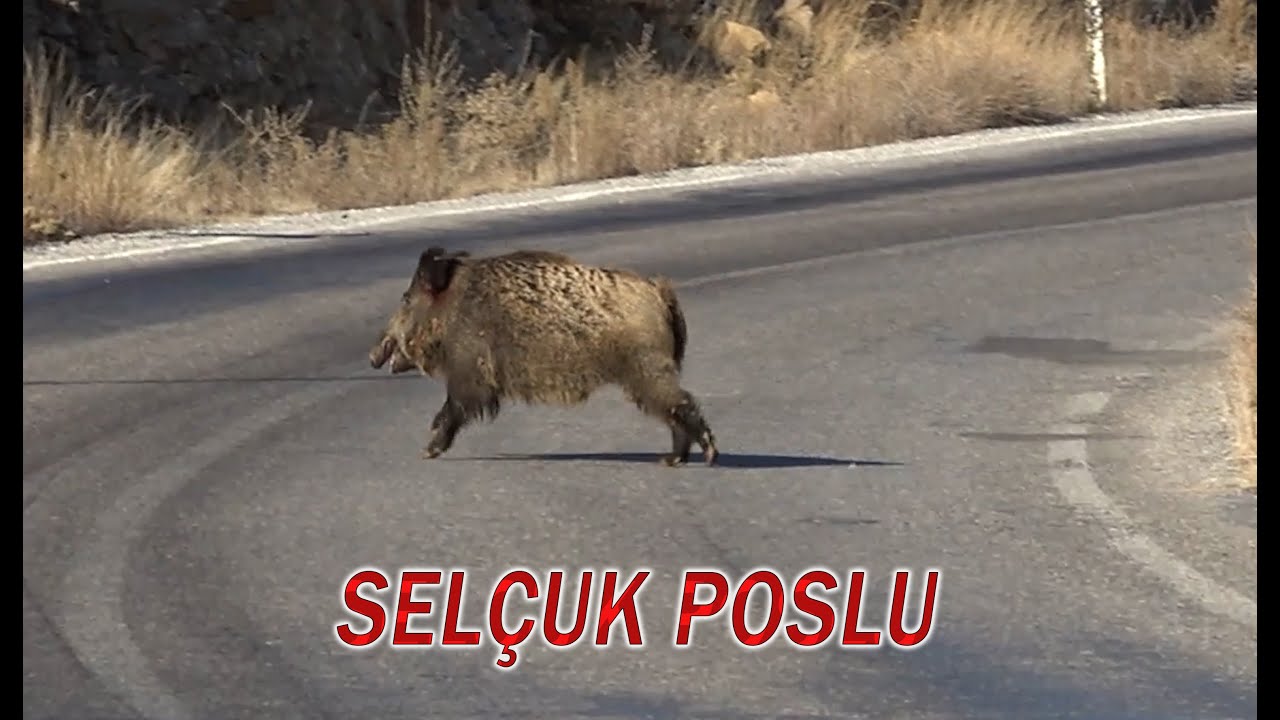 asla vazgeçmem 21 bölüm izle düğün kazaları derlemesi