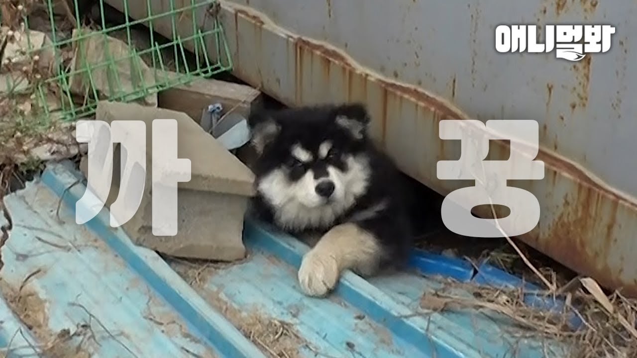 말라뮤트 강아지 좋아했는데.. 전 다음 생에 키울래요ㅣMust-Watch Video If You Like Malamutes