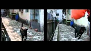 High-speed video- Black Labrador