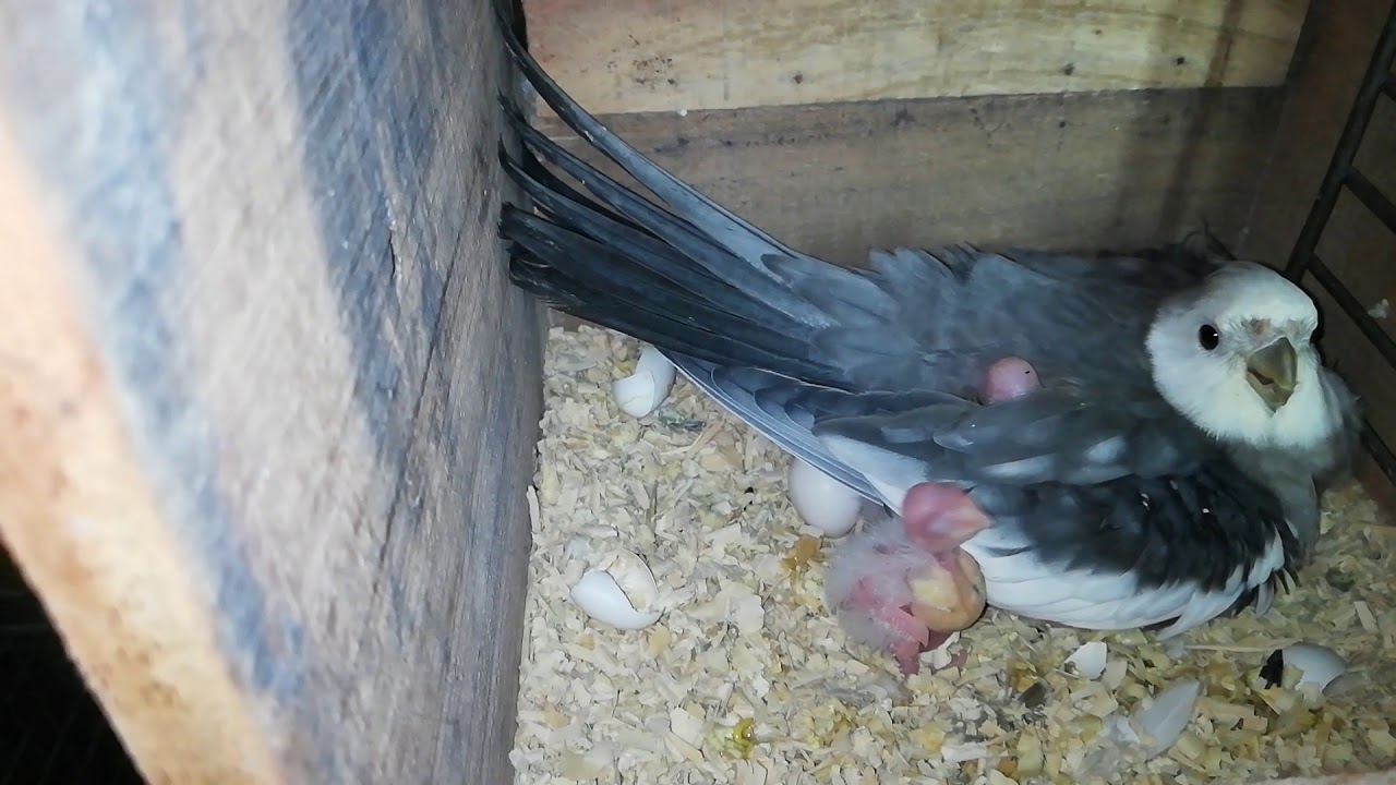 Cocktail parrots breeding progress video