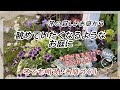 【ガーデニング】冬の寂しいお庭から眺めていたくなるようなお庭に…お花があるだけで気分が上がる　冬のお庭を明るく