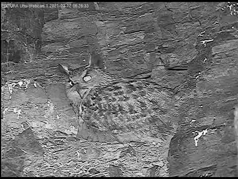Eifel Leo Delivers Breakfast March 2021 live cam preview