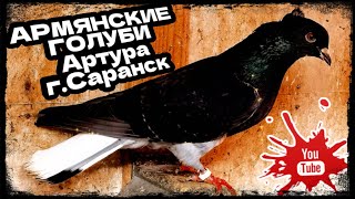 Армянские голуби Артура г.Саранск. тел. 8 (987) 570-16-16
