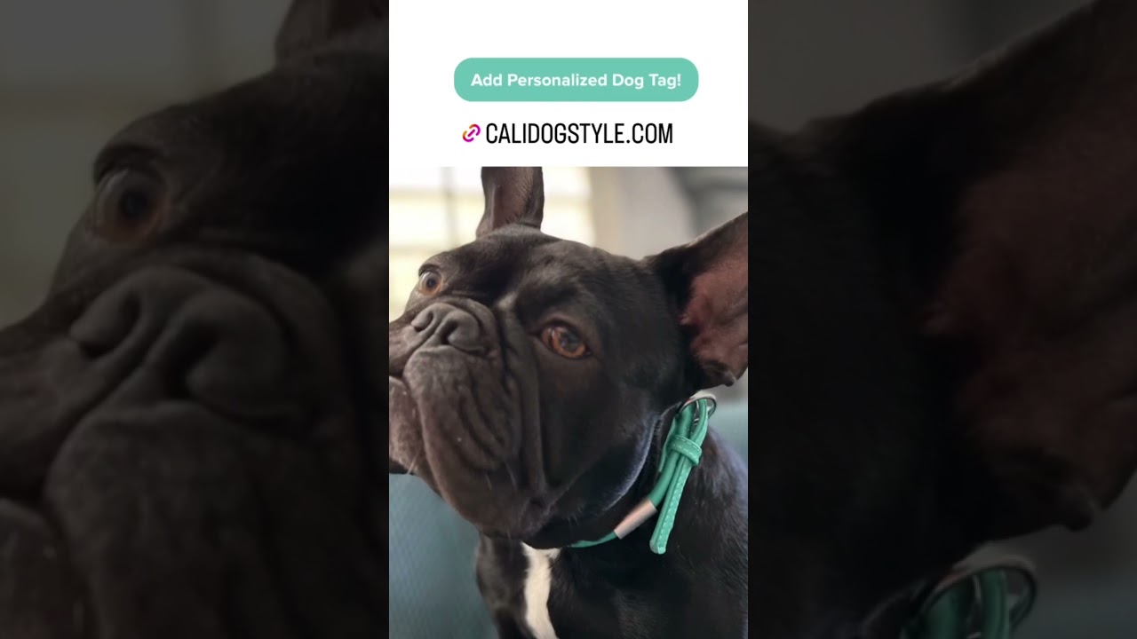 🤍 Mint Rolled Leather Dog Collar and Leash Set 