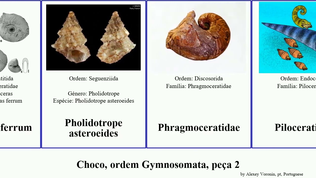 Choco, ordem Gymnosomata, peça 2 officinalis ferrum mollusca tarda olivacea pharaonis ramosa Sepia