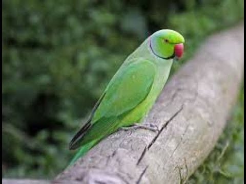 funny-ringneck-parrot-play-/funny-parrot