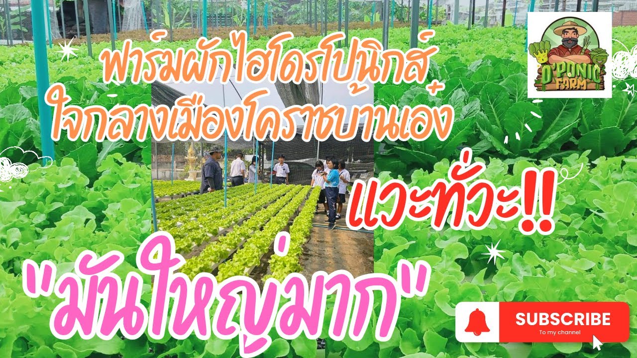ฟาร์มผักไฮโดรโปรนิกส์ใจกลางเมืองโคราช มันใหญ่มาก! #ผักไฮโดรโปนิกส์ #ฟาร์มผัก #โคราช