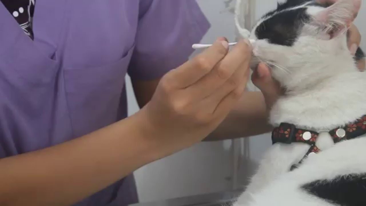 cara membersihkan mata pada kucing dan anjing