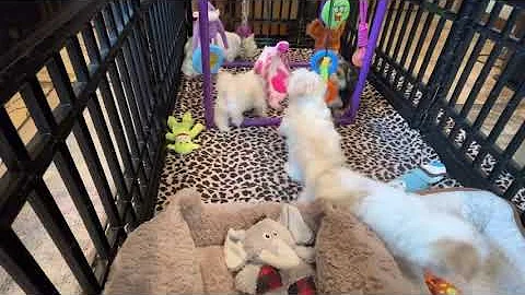 Morkies- Hunter, Herbie, Heidi, Harper & Jewel