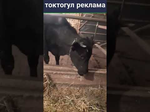 Video: Карачай тукумундагы койлор: сүрөттөлүшү, мүнөздөмөлөрү, багуу жана азыктандыруу өзгөчөлүктөрү