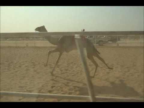 ش18 بكار حقايق 1437 11 22ه 2016 8 25م مغثه لناصر بن غزاي العتيبي