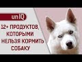 ЧЕМ НЕЛЬЗЯ КОРМИТЬ СОБАК?