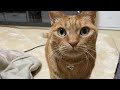 関東の皆さま大丈夫でしょうか☃️🌨️【本家】うめしゃん🐈