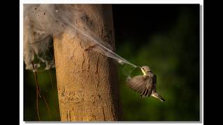 Sunbirds Nesting screenshot 5