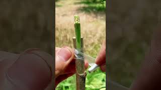 plant grafting technique for beginners successful and satisfying 🌲🪵#usa#grafting#videos #gardening Profile