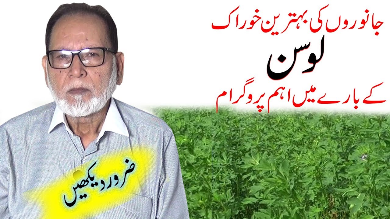 Lucerne Odder|  Alfalfa Fodder | How to grow Alfalfa| Best Animal Fodder| Profitable Agricultur Crop