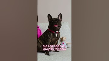 Thumbnail of What Colors Can Dogs REALLY See? The Truth About Canine Vision! 🐕🎨